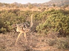 Struthio molybdophanes