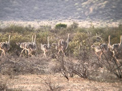 Struthio molybdophanes