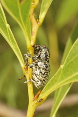 Chrysolopus spectabilis