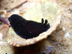 Dendrodoris nigra