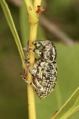 Chrysolopus spectabilis