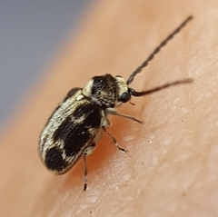 Ptininae