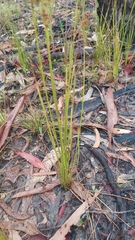 Juncus usitatus