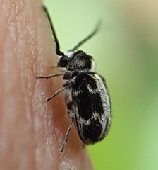 Ptininae