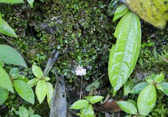 Utricularia striatula