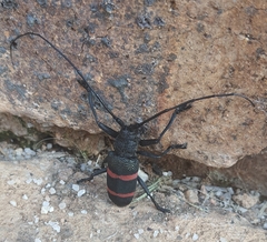 Ceroplesis orientalis