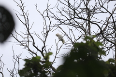 Cacatua goffiniana