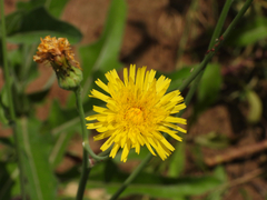 Sonchus brachyotus