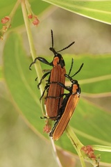 Rhinotia haemoptera
