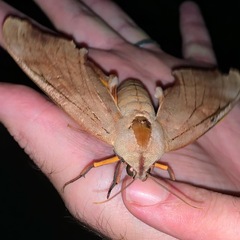 Coequosa australasiae