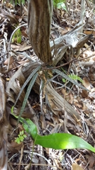 Trichosandra borbonica