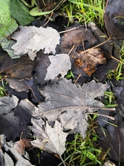 Populus alba
