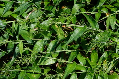 Ichnanthus pallens