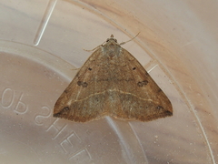 Hemeroplanis scopulepes