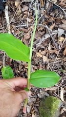 Hedychium