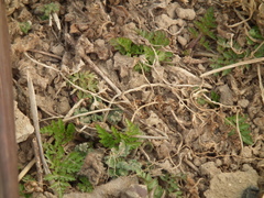 Cnidium monnieri