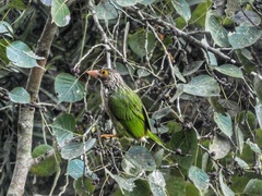 Psilopogon lineatus