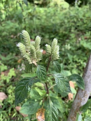 Lepidagathis formosensis