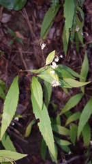 Ageratina riparia