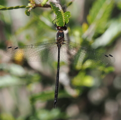 Austrophya mystica