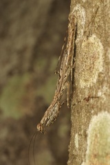 Ciulfina biseriata