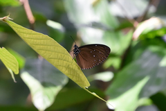 Euploea tulliolus