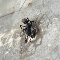 Ectomomyrmex