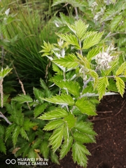 Rubus ludwigii