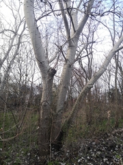 Populus alba