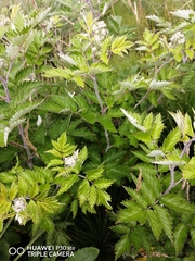 Rubus ludwigii