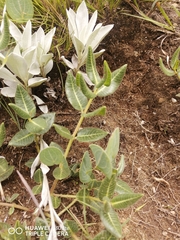 Asclepiadinae