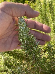 Ozothamnus turbinatus