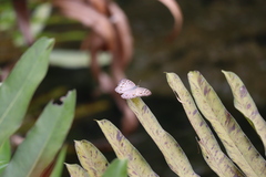 Junonia atlites atlites