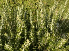 Ozothamnus turbinatus