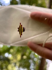 Gasteracantha diadesmia