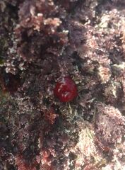 Actinia mediterranea