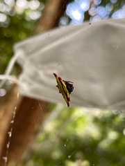 Gasteracantha diadesmia