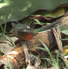 Apaloderma narina