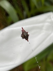 Gasteracantha diadesmia