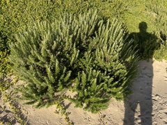 Ozothamnus turbinatus