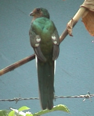 Apaloderma narina