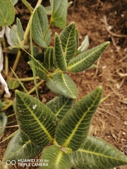 Asclepiadinae