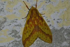 Symphlebia