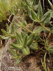 Asclepiadinae