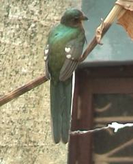 Apaloderma narina