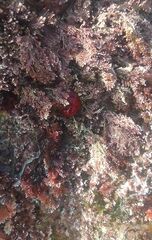 Actinia mediterranea