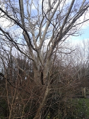 Populus alba