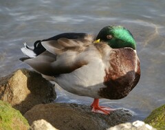 Anas platyrhynchos platyrhynchos