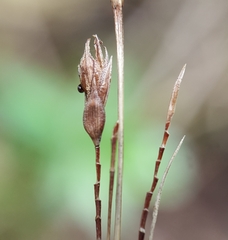 Carex brunnea