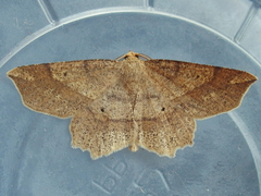 Euchlaena marginaria